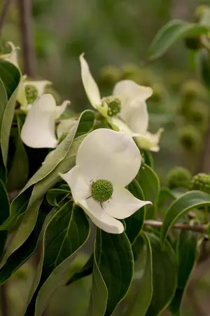 Cornus kousa 'China Girl' - 2 Ltr pot - image 4