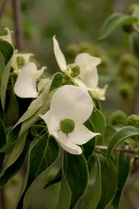 Cornus kousa 'China Girl' - 125-150 CM C18 - image 4