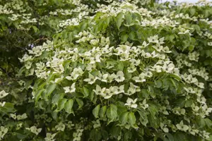 Cornus kousa 'China Girl'