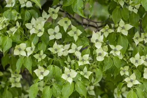 Cornus kousa 'China Girl' - SOLITAIR 125-150 CM C25 - image 2