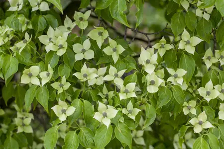 Cornus kousa 'China Girl' - 2 Ltr pot - image 2