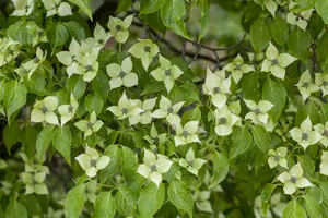 Cornus kousa 'China Girl' - 2 Ltr pot - image 2