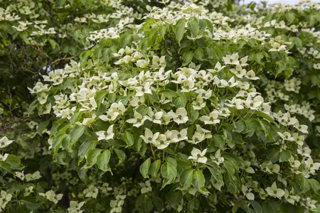 Cornus kousa 'China Girl' - SOLITAIR 175-200 CM C45 - image 1