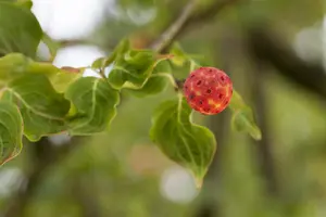 Cornus kousa 'China Girl' - 20 Ltr pot - image 5