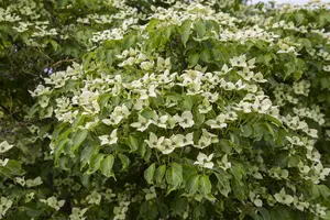 Cornus kousa 'China Girl' - SOLITAIR 175-200 CM C25 - image 5