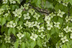 Cornus kousa 'China Girl' - MULTISTEM 300-350 CM C500 - image 2