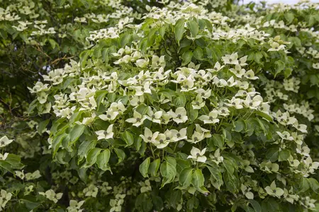 Cornus kousa 'China Girl' - MULTISTEM 60-80 CM RB - image 1