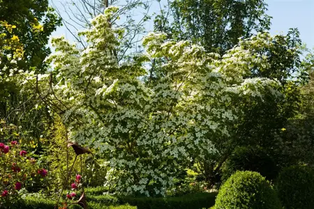 Cornus kousa chinensis - HO 6-8 CM FEATHERED RB - image 3
