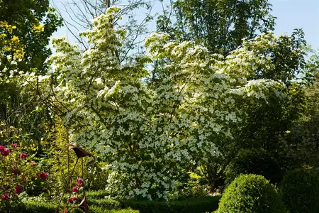 Cornus kousa chinensis - 60-80 CM C2 - image 3