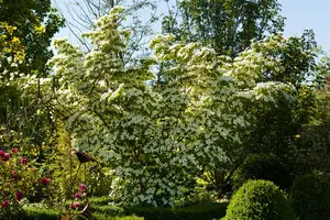 Cornus kousa chinensis - 60-80 CM C2 - image 3