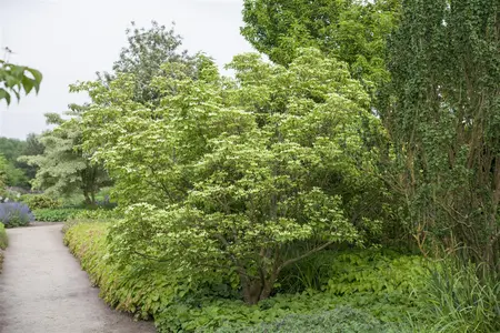 Cornus kousa chinensis - 60-80 CM C2 - image 5