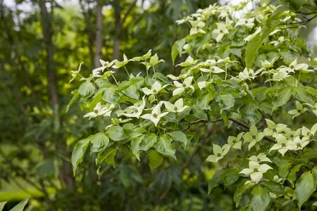 Cornus kousa chinensis - SOLITAIR 200-250 CM C100 - image 4