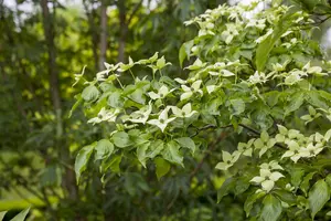 Cornus kousa chinensis - 200-250 CM C80 - image 4