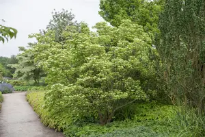 Cornus kousa chinensis - 200-250 CM C80 - image 5