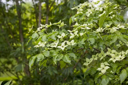 Cornus kousa chinensis - SOLITAIR 200-250 CM C35 - image 4