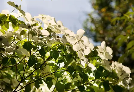 Cornus kousa chinensis - 5 Ltr pot - image 2