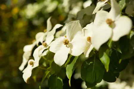 Cornus kousa chinensis - 125-150 CM RB BUSH - image 1