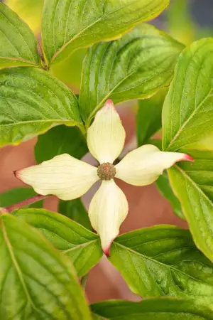 Cornus kousa 'Claudia' - 40-60 CM C5 - image 4