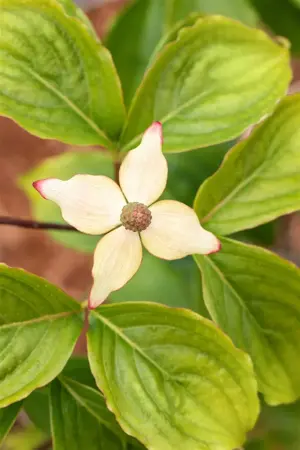 Cornus kousa 'Claudia' - 40-60 CM C5 - image 5