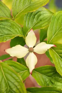 Cornus kousa 'Claudia' - 80-100 CM C12 - image 4