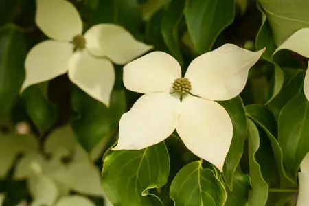 Cornus kousa 'Claudia' - 40-60 CM C5 - image 1
