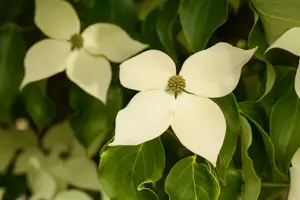 Cornus kousa 'Claudia'