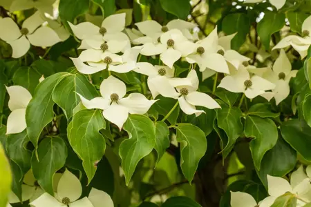 Cornus kousa 'Claudia' - 40-60 CM C5 - image 2