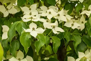 Cornus kousa 'Claudia' - 40-60 CM C5 - image 2
