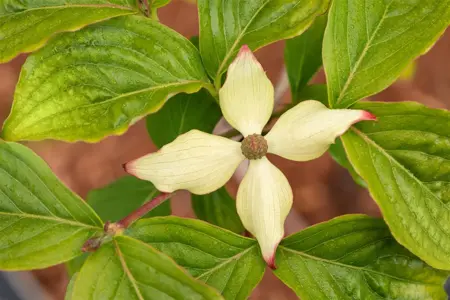 Cornus kousa 'Claudia' - 40-60 CM C5 - image 3