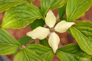 Cornus kousa 'Claudia' - 40-60 CM C5 - image 3