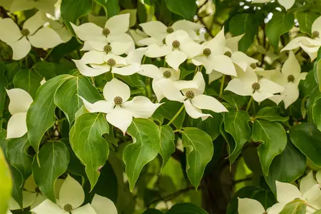 Cornus kousa 'Claudia' - 80-100 CM C12 - image 2