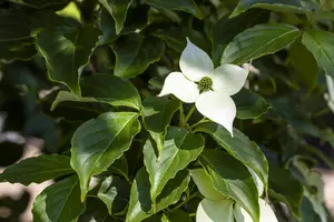 Cornus kousa 'Flower Tower'