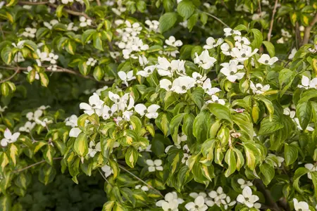 Cornus kousa 'Gold Star' - 30-40 CM C5 - image 1