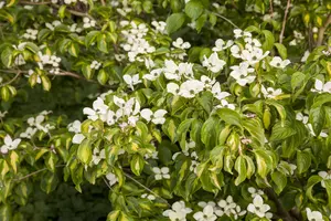 Cornus kousa 'Gold Star'