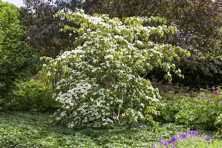 Cornus kousa 'Gold Star' - 30-40 CM C5 - image 2