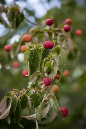 Cornus kousa 'John Slocock' - 60-80 CM C5 - image 1