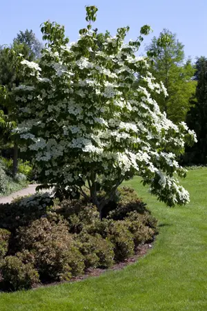 Cornus kousa 'John Slocock' - 60-80 CM C5 - image 4