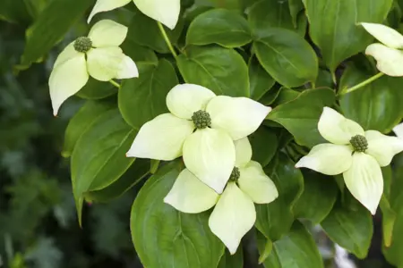 Cornus kousa 'John Slocock' - 60-80 CM C5 - image 5
