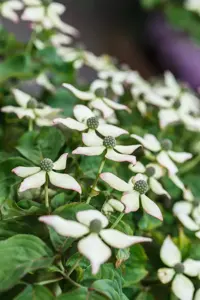 Cornus kousa 'Kea'?