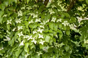 Cornus kousa 'Kreuzdame'