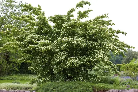 Cornus kousa 'Kreuzdame' - 40-60 CM C5 - image 2