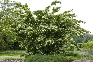 Cornus kousa 'Kreuzdame' - 40-60 CM C5 - image 2