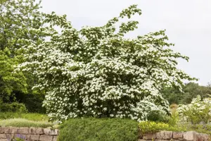 Cornus kousa 'Kreuzdame' - 40-60 CM C5 - image 3