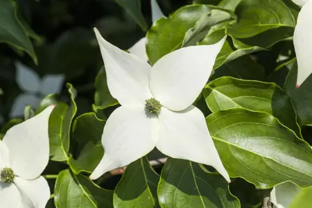 Cornus kousa 'Milky Way' - MULTISTEM 200-250 CM C90 - image 2