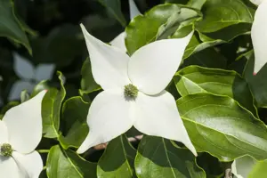 Cornus kousa 'Milky Way' - MULTISTEM 200-250 CM C90 - image 2