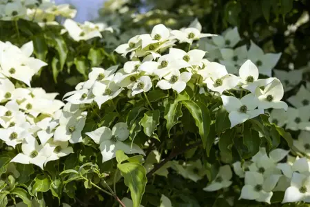 Cornus kousa 'Milky Way' - MULTISTEM 200-250 CM C90 - image 4