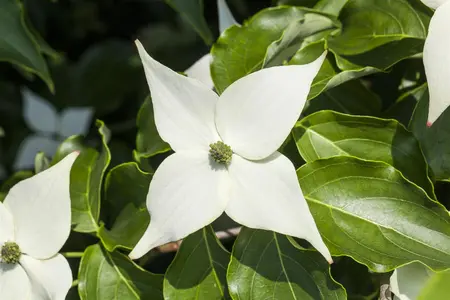 Cornus kousa 'Milky Way' - 20 Ltr pot - image 2