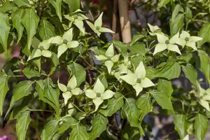 Cornus kousa 'Milky Way'