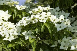 Cornus kousa 'Milky Way' - 150-175 CM C25 - image 4