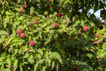 Cornus kousa 'Milky Way' - P9 - image 5